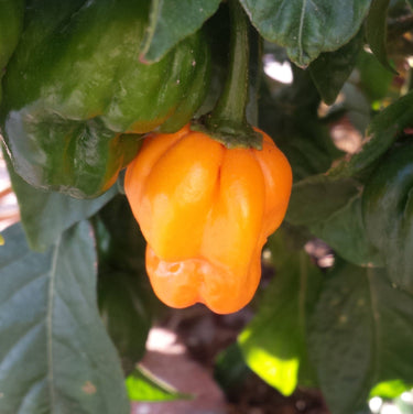 40 Orange SCOTCH BONNET PEPPER very hot Jamaican Capsicum Annuum Vegetable Seeds
